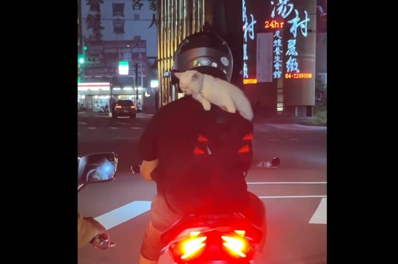機車騎士肩載貓咪　警提醒附載物品應符規定將開罰