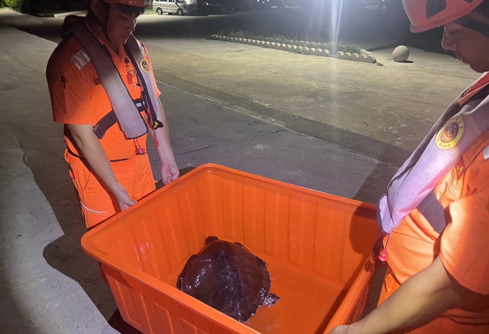 欖蠵龜被困舊漁網　海巡馳援送收容中心守護藍海生命