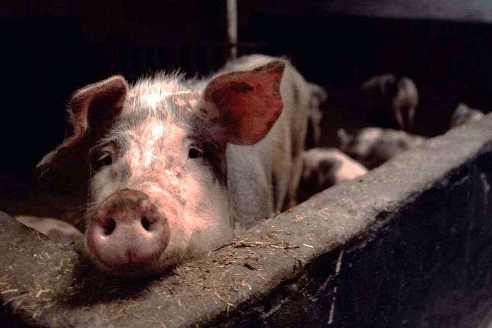 立委關心屏東養豬場稽查率　環境部說明資料有「時間差」