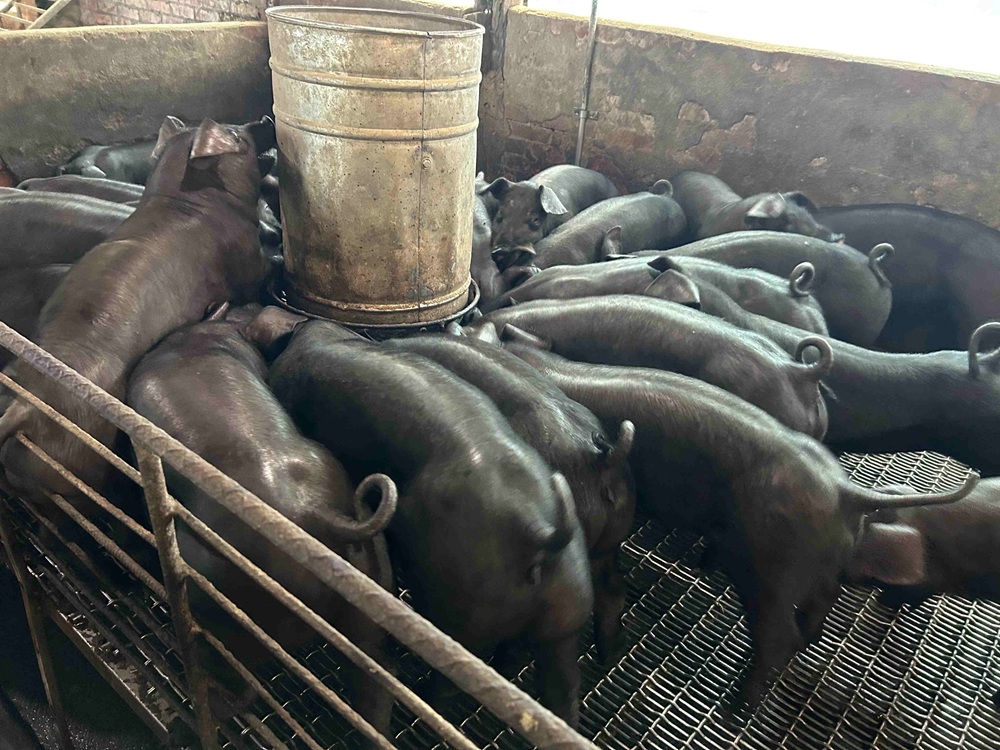 加碼飼料及設備補貼　新北防堵非洲豬瘟助豬農轉型