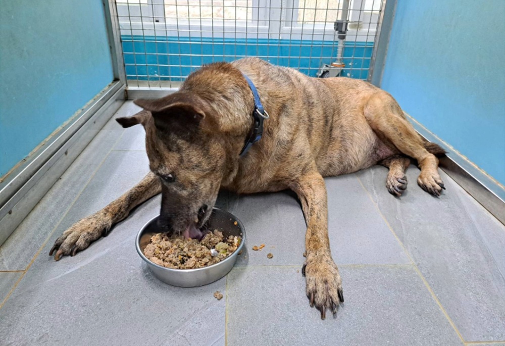 毛寶貝也會糖尿病　新北動保處籲定期檢查血糖與尿液