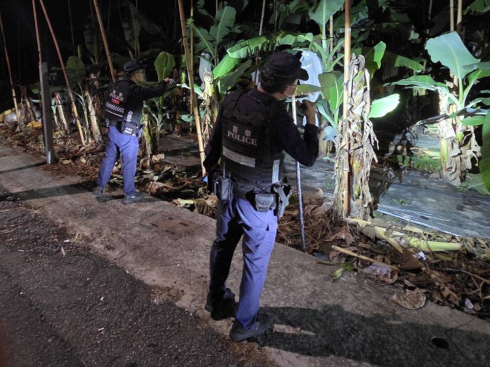 護農防竊專案啟動　屏東警結合民力與科技守住蕉農心血