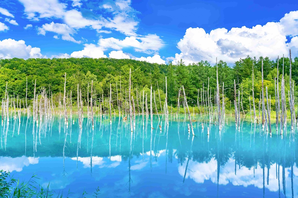 長汎假期開放早鳥預約　戀上北海道5日遊勇奪2025金旅獎