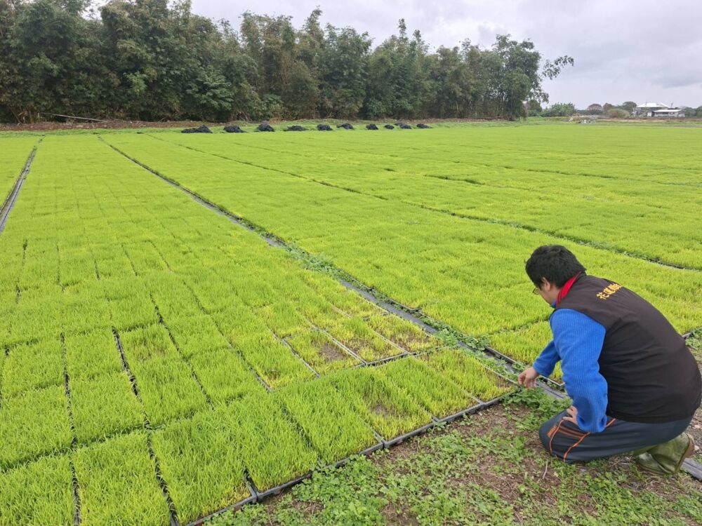 吉安鄉水稻秧苗受寒害　花蓮縣府現勘爭取現金救助