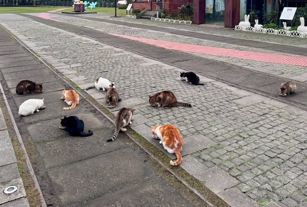 幸福貓之日　新北猴硐貓公所打造友善貓村新風貌