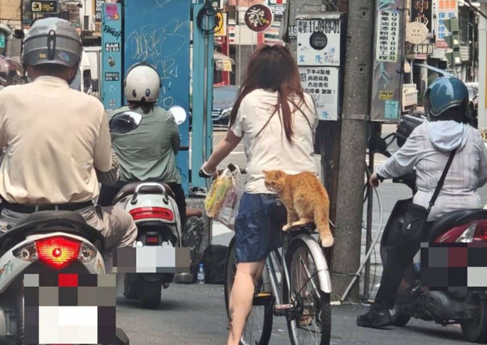 單車載貓未繫繩　巡邏警勸導恐觸道路交通管理處罰條例