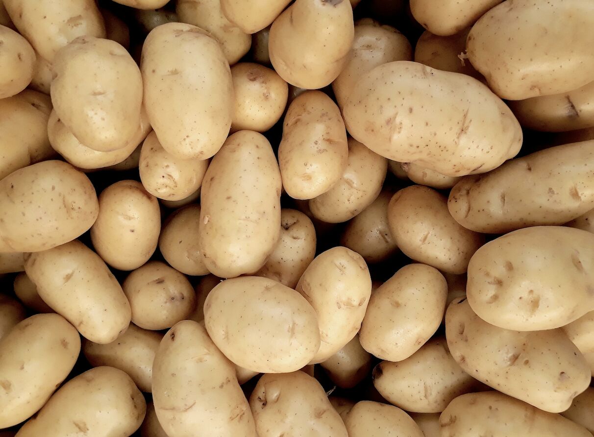 開放美國發芽、腐敗馬鈴薯？ 食藥署澄清：發現就整顆丟棄