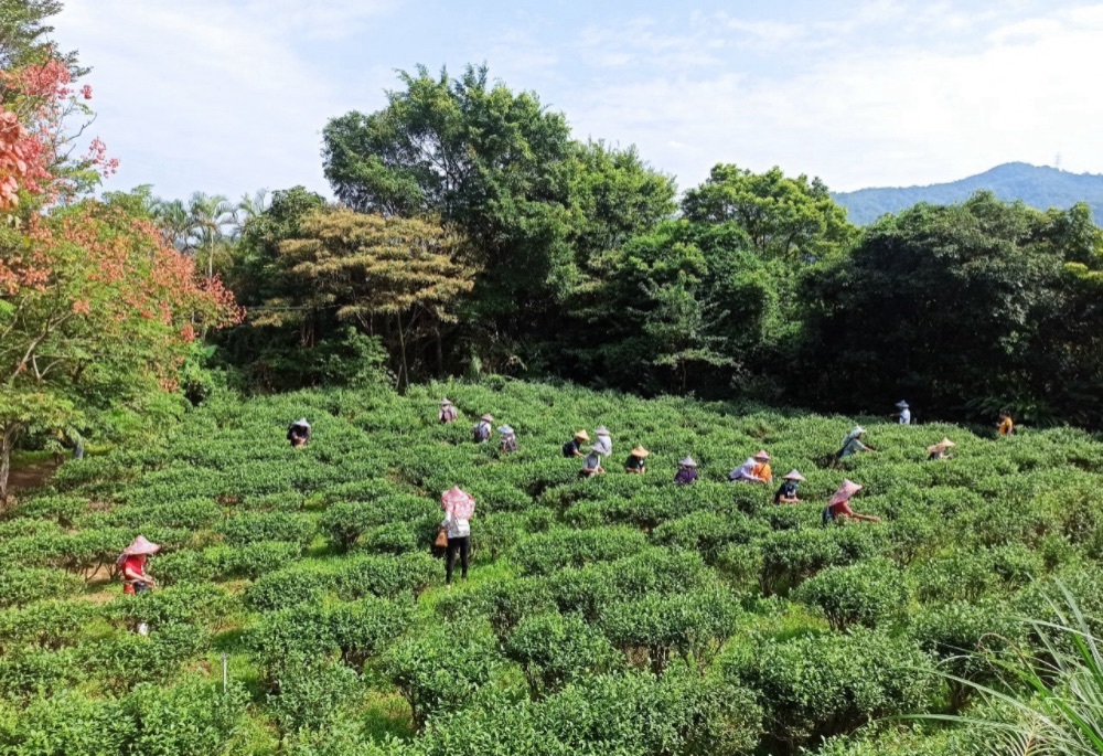萬點螢光點茶鄉　新北農業局續推食農教育多元場域發展
