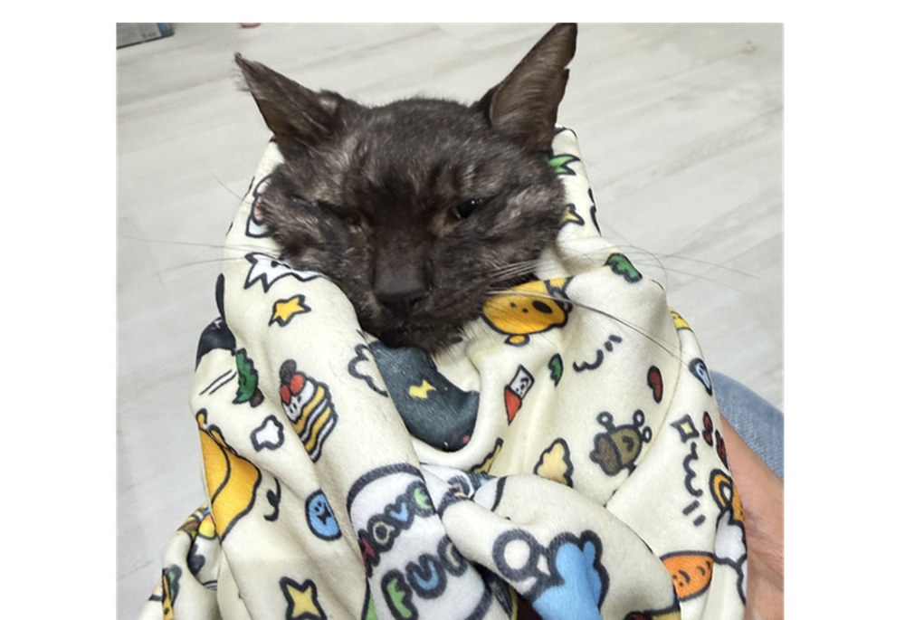 從街頭病貓追出飼主責任　新北動保處依法開罰4萬5千元