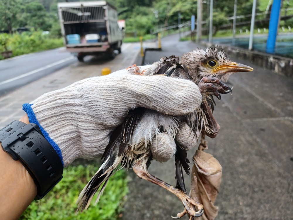口罩纏身命懸一線　新北動保處即刻出動救援公園幼鳥