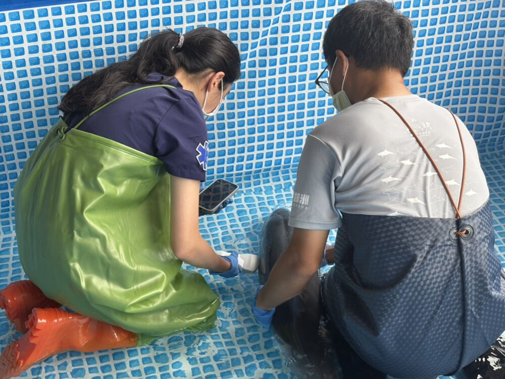 美崙溪口驚見擱淺弗氏海豚　花蓮農業揭「處置結果」完整說明