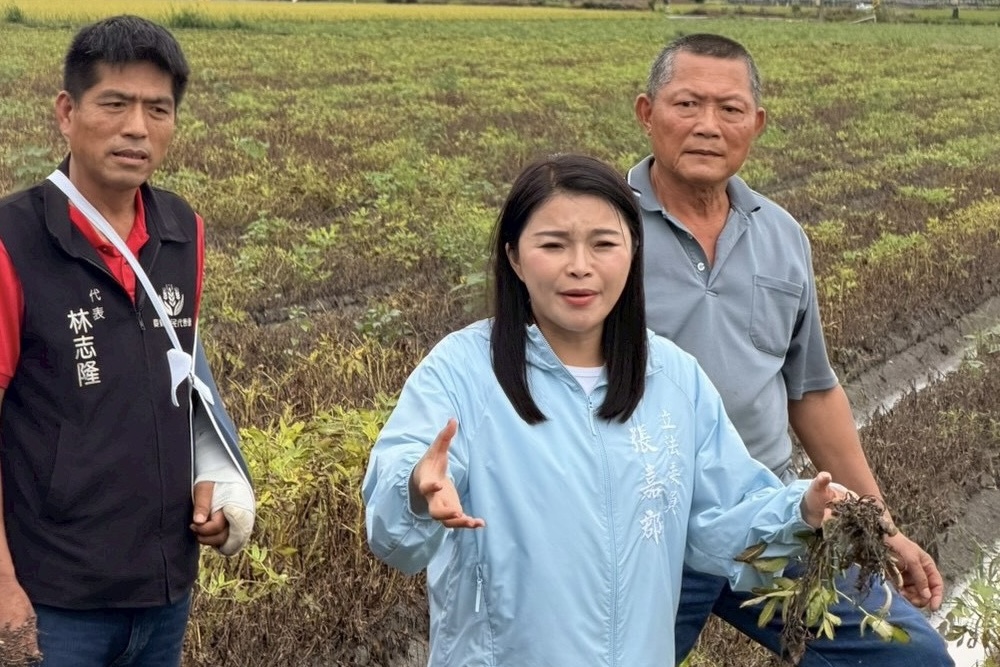 豪雨重創雲林花生　張嘉郡挺身護農：搶收泡水花生也應納天災補助