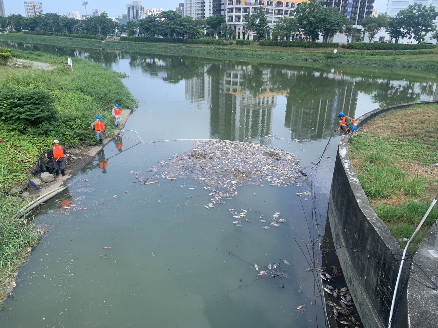 高雄水利局緊急打撈後勁溪、右昌排水死魚　初判因「水位降、溶氧低」