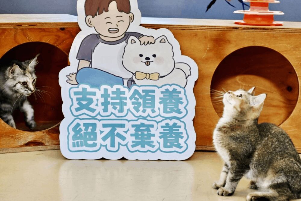 高虹安強力打擊非法繁殖、販賣　新竹市9/2抽籤送養10隻品種貓「有前提」
