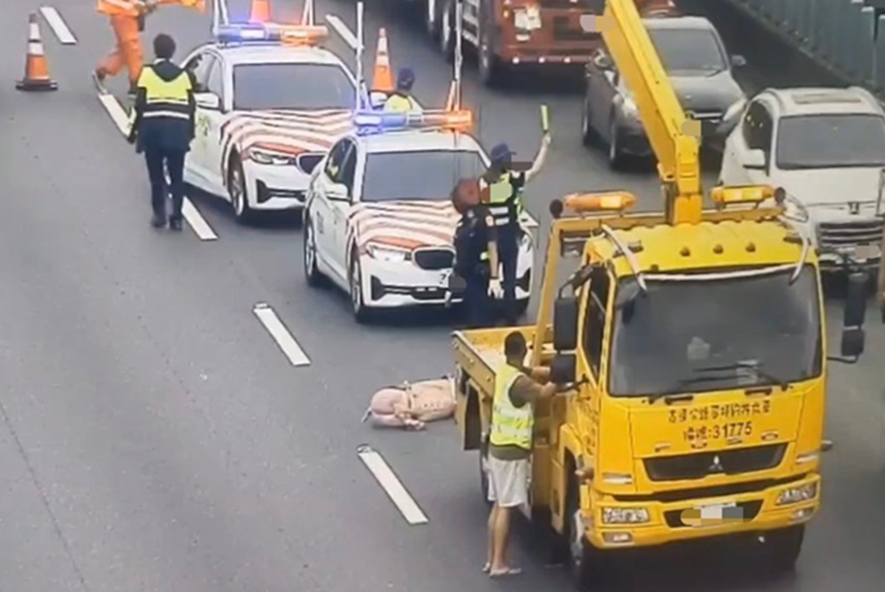 肉豬國道逃跑中　車流回堵約2公里開罰載豬車駕駛