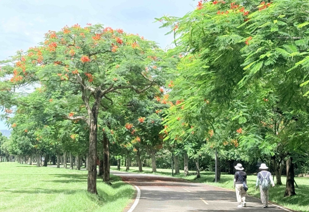 新北大漢溪右岸8、9月火紅盛放　高灘處邀賞鳳凰木