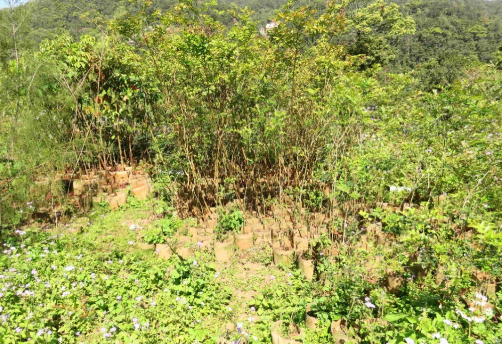 新北農業局免費苗木開放申請　邀市民種樹增加自然碳匯