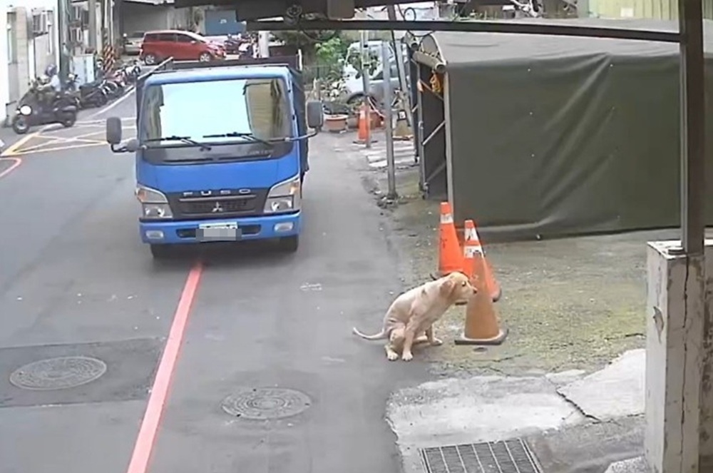 黃金獵犬獨自遊街　新北動保處揪3項違規開罰8萬3000元