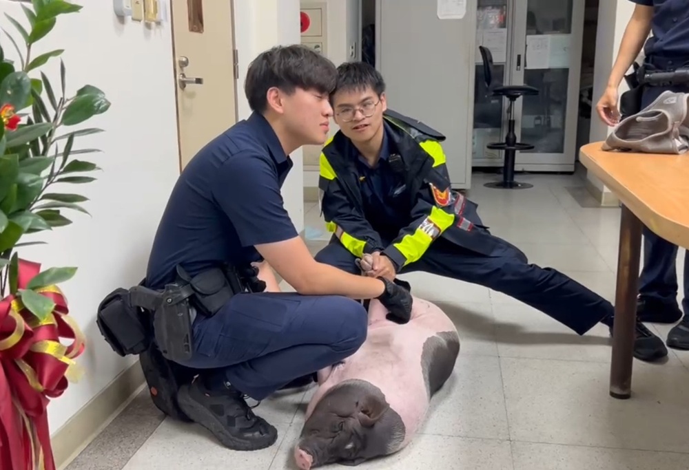 街頭追捕兩麝香豬　警前後包抄成功逮1豬另1隻逃無蹤