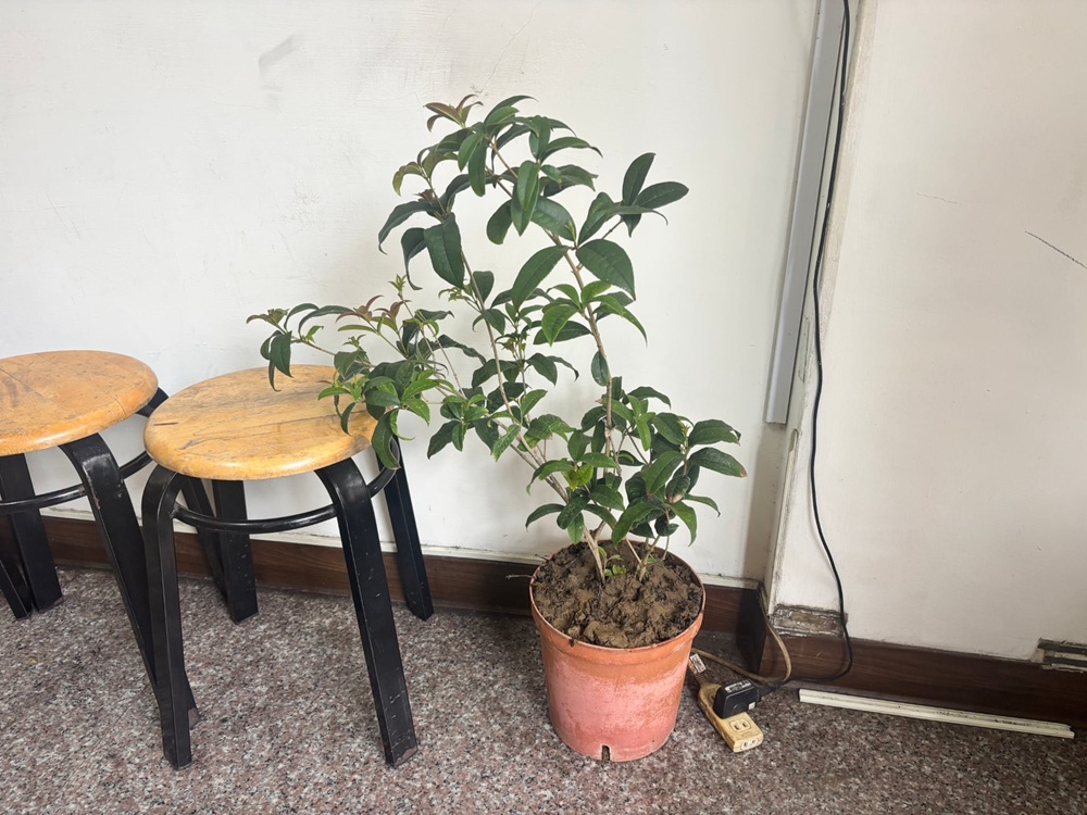 順手牽羊偷騎樓桂花盆栽　警電眼過濾查獲涉竊婦人