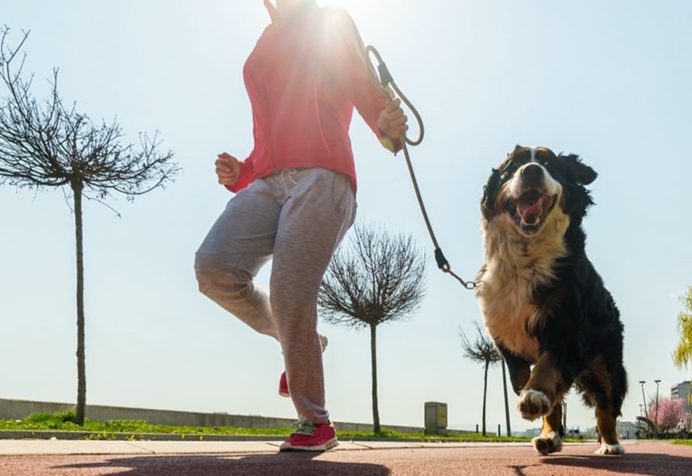 貓犬智慧照護新生態　法國皇家推百萬獎金啟動AI for Pets創新徵件計畫